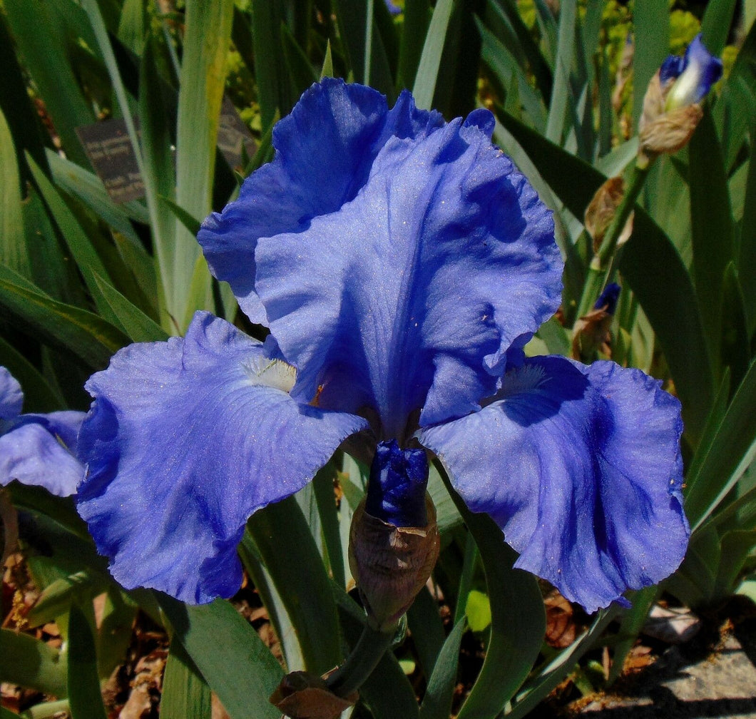 Light Blue Iris Flower Photo Color Print