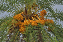 Load image into Gallery viewer, Silver Date Palm Phoenix Sylvestris 20 Seeds