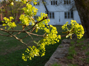 Norway Maple Acer platanoides 20 Seeds
