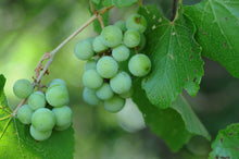 Load image into Gallery viewer, Summer Grape Vitis aestivalis 20 Seeds