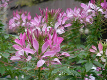 Load image into Gallery viewer, Spider Flower Mixed Colors Cleome hassleriana 20 Seeds