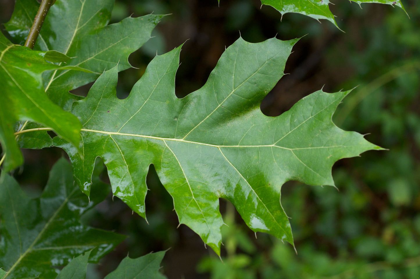 Red Oak   10 Seeds   Quercus rubra