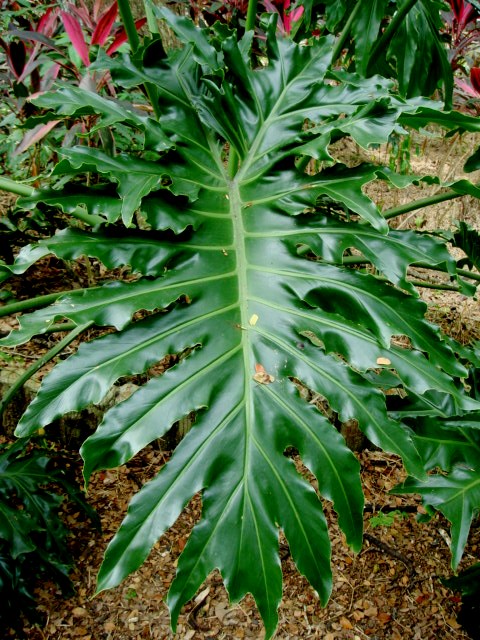 rare philodendron seeds Tree Philodendron Philodendron selloum 100 Seeds – R&B Floridaseeds