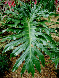 Tree Philodendron Philodendron selloum 20 Seeds