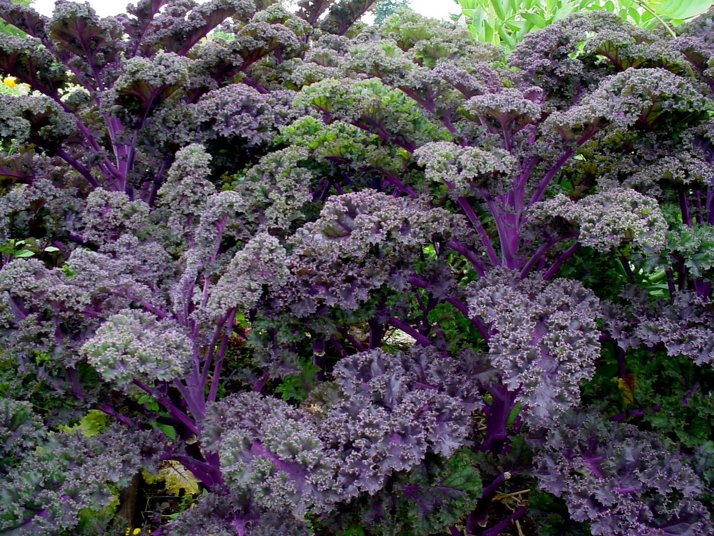 Purple Kale Brassica oleracea 20 Seeds  USA Company