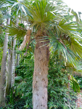 Load image into Gallery viewer, Old Man Palm  Coccothrinax crinita  10 Seeds