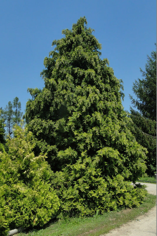 Port Orford Cedar Lawson's Cypress Chamaecyparis lawsoniana 20 Seeds  USA Company