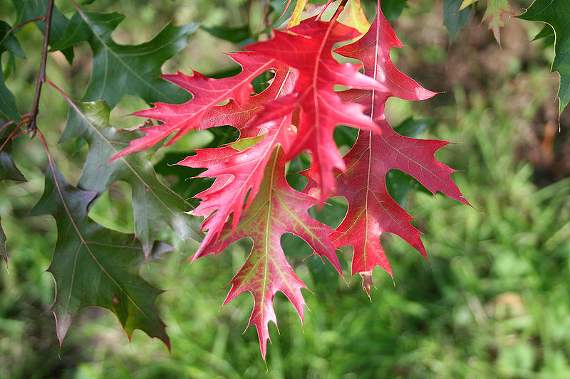 Scarlet Oak Quercus coccinea 10 Seeds  USA Company
