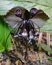 Load image into Gallery viewer, Black Bat Flower Tacca chantrieri 20 Seeds