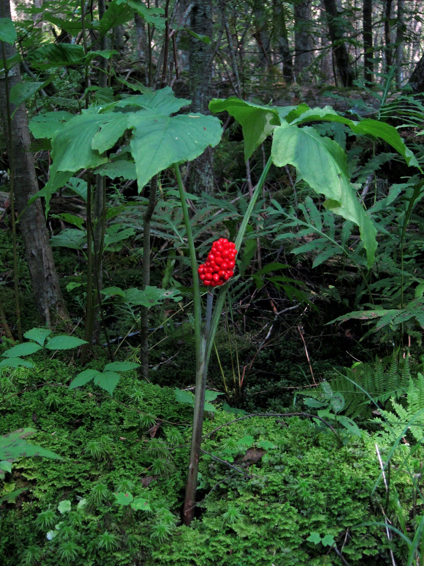 Jack in the Pulpit Arisaema triphyllum 10 Seeds  USA Company