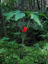 Load image into Gallery viewer, Jack in the Pulpit Arisaema triphyllum 10 Seeds