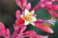 Load image into Gallery viewer, Red Yucca Hesperaloe Parviflora 50 Seeds