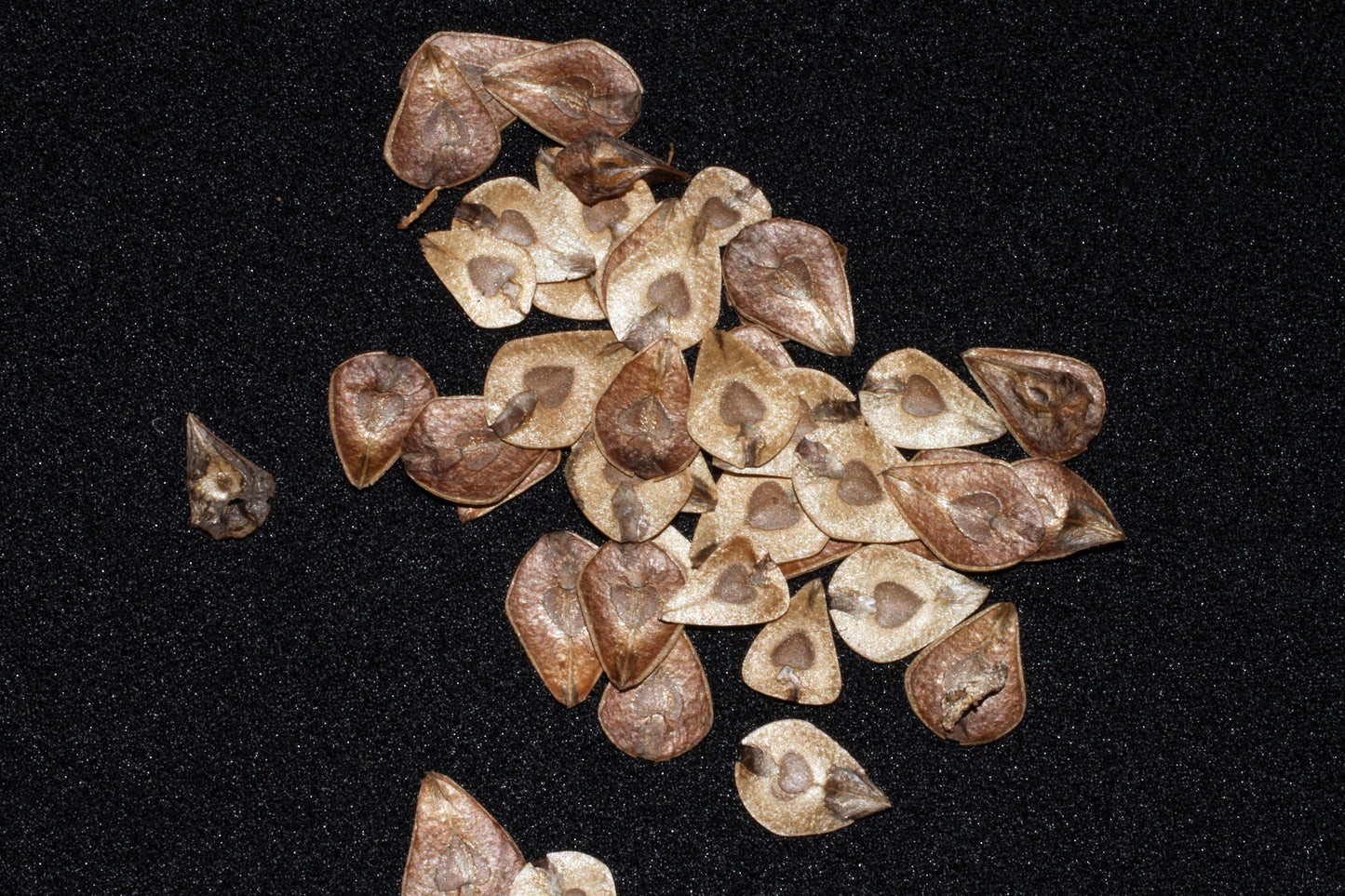 Mottled Dutchmans Pipe Aristolochia ringens 20 Seeds   USA Company