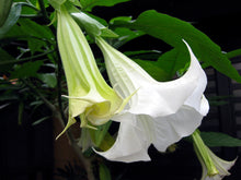 Load image into Gallery viewer, White Angel&#39;s Trumpet Brugmansia suaveolens 20 Seeds