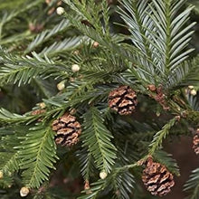 Load image into Gallery viewer, Coast Redwood Sequoia sempervirens 50 Seeds