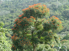 Load image into Gallery viewer, African Tulip Tree Spathodea campanulata 20 Seeds