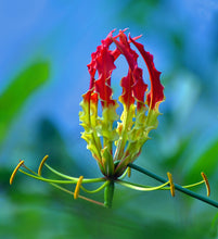 Load image into Gallery viewer, Gloriosa Lily Flame lily Gloriosa superba 20 Seeds