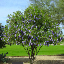 Load image into Gallery viewer, Texas Mountain Laurel Sophora secundiflora 10 Seeds