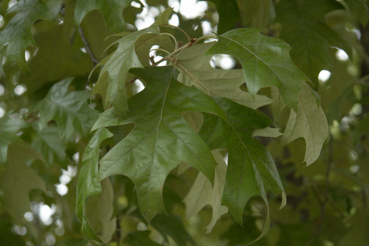 Cherrybark Oak Pagoda Oak Quercus pagoda 20 Seeds  USA Company