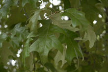 Load image into Gallery viewer, Cherrybark Oak Quercus pagoda 20 Seeds