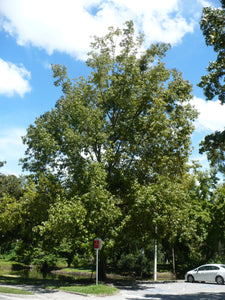 Cherrybark Oak Quercus pagoda 20 Seeds