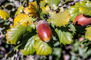 Columnar English Oak Quercus robur 10 Seeds