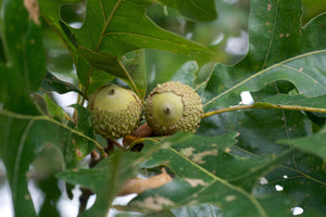 Overcup Oak Quercus lyrata 10 Seeds