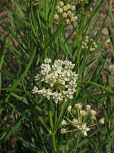 Load image into Gallery viewer, Horsetail Milkweed Asclepias subverticillata 20 Seeds