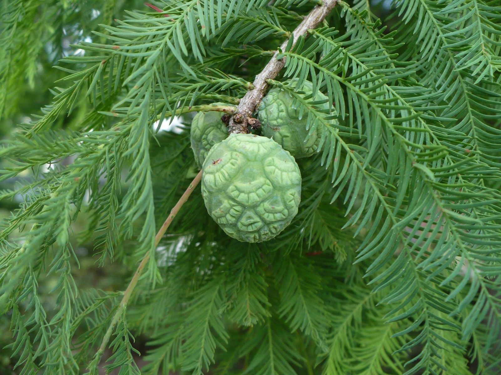 planting bald cypress tree seeds Bald Cypress Taxodium distichum 20 Seeds – R&B Floridaseeds