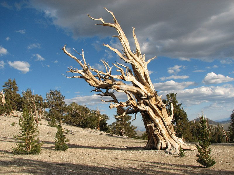 Great Basin Bristlecone Pine Pinus longaeva 10 Seeds  USA Company