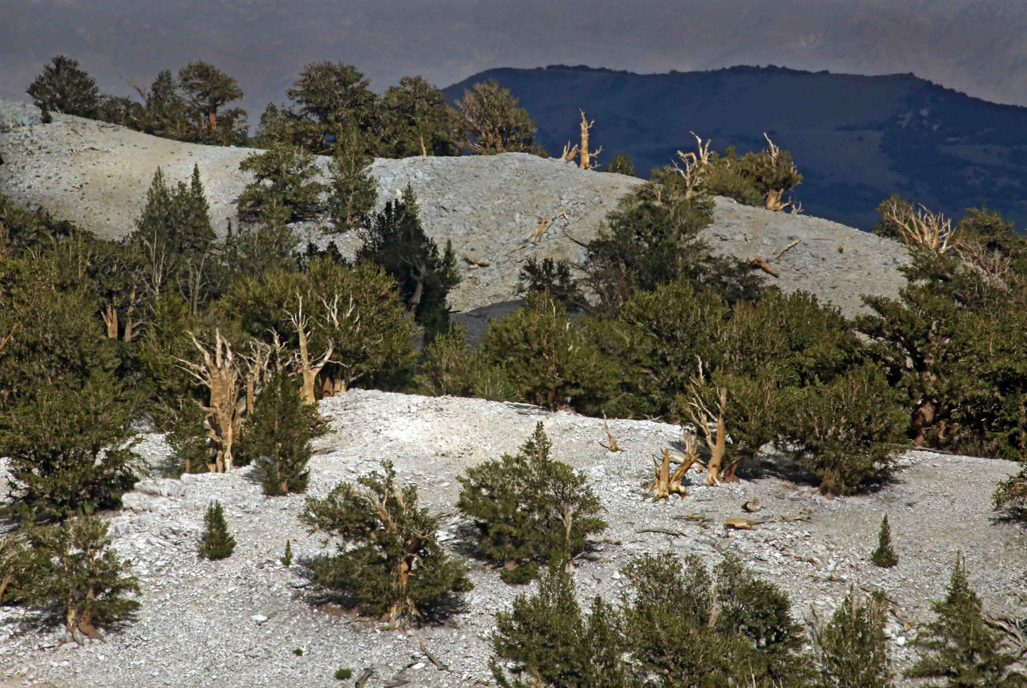 Great Basin Bristlecone Pine Pinus longaeva 10 Seeds  USA Company