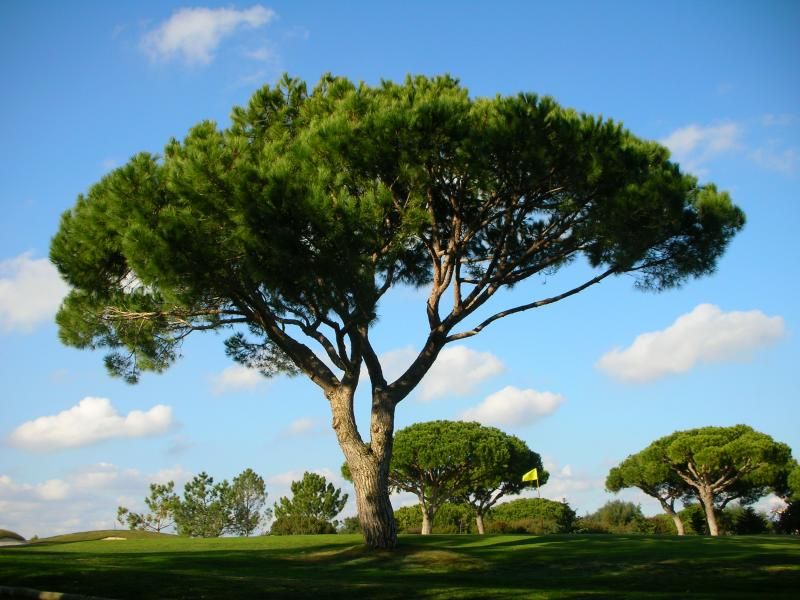 Italian Stone Pine Pinus pinea 10 Seeds  USA Company