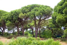 Italian Stone Pine Pinus pinea 10 Seeds  USA Company