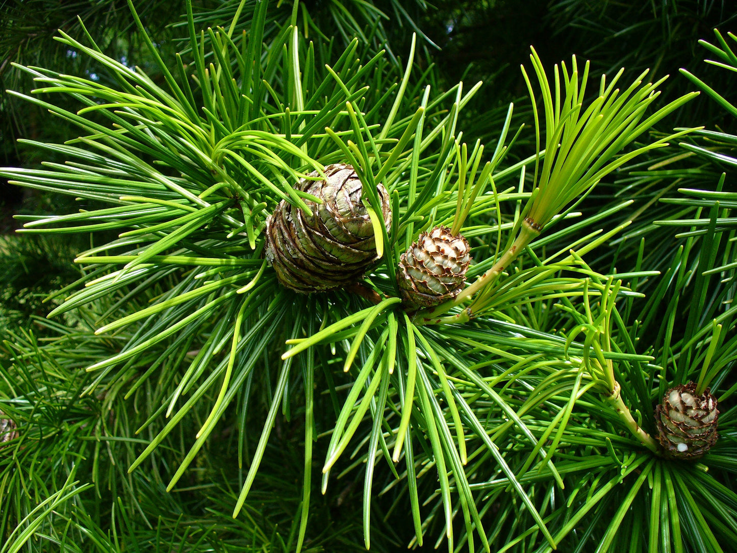 Japanese Umbrella Pine Sciadopitys verticillata 10 Seeds  USA Company
