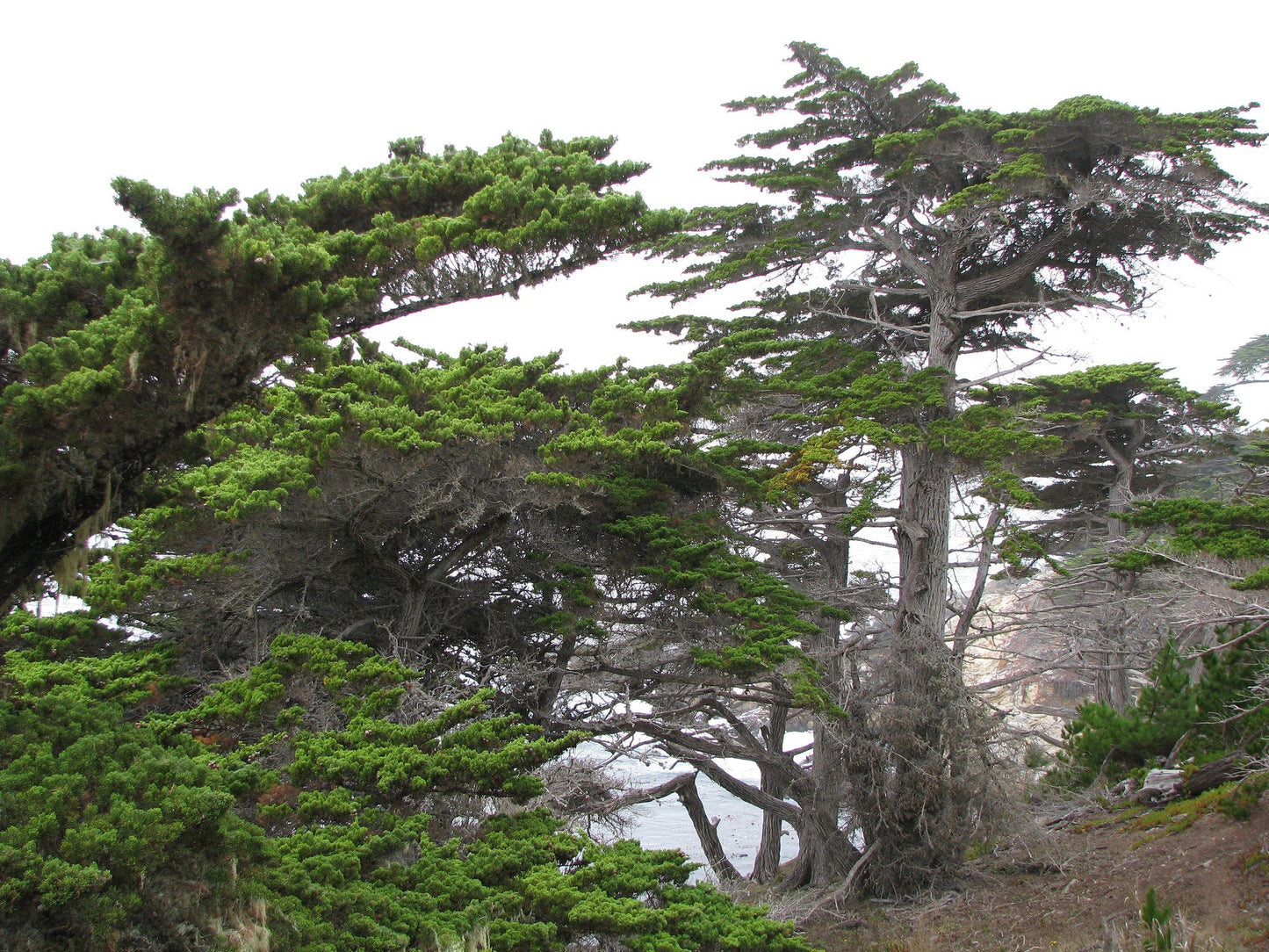 Monterey Cypress Cupressus macrocarpa 20 Seeds   USA Company