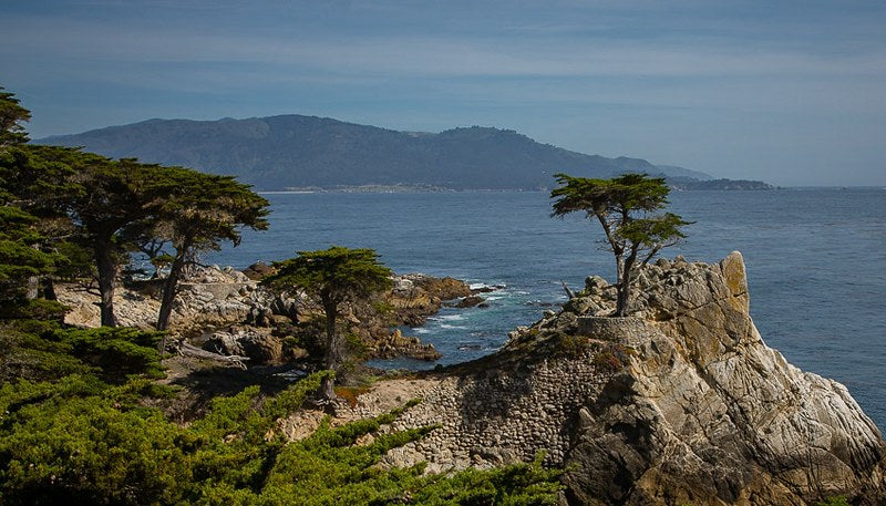 Monterey Cypress Cupressus macrocarpa 20 Seeds   USA Company