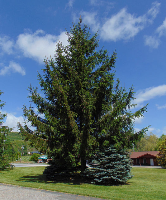 Norway Spruce   100 Seeds   Picea abies