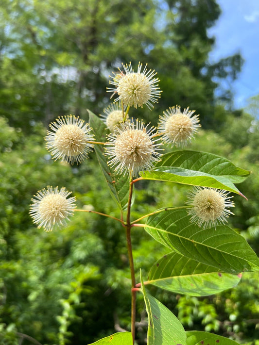 Buttonbush Cephalanthus occidentalis 10 Seeds  USA Company