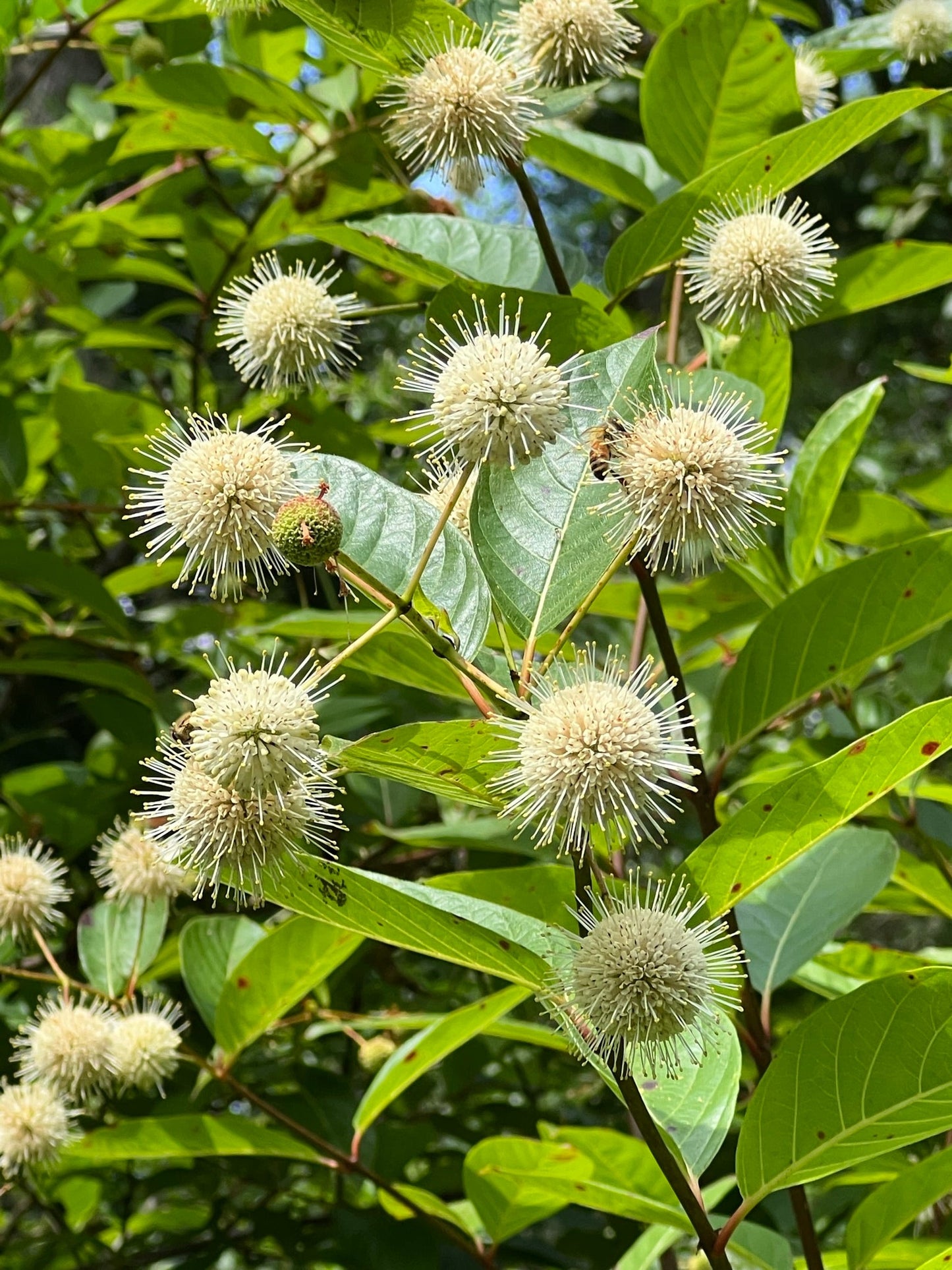 Buttonbush Cephalanthus occidentalis 100 Seeds  USA Company