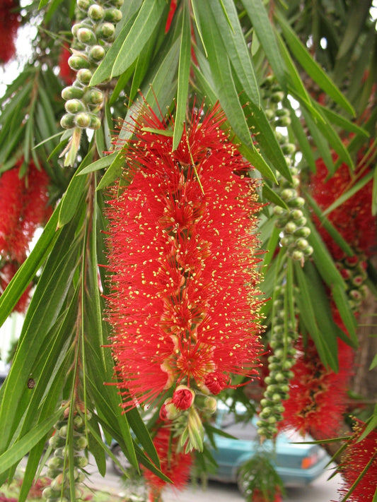 Crimson Bottlebrush  100 Seeds  Callistemon citrinus  USA Company