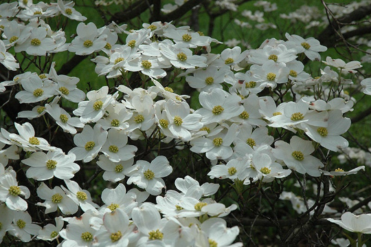Flowering Dogwood Cornus florida 20 Seeds  USA Company