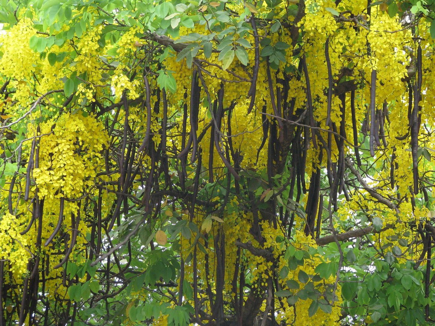 Golden Shower Tree Cassia fistula Bulk 200 Seeds  USA Company