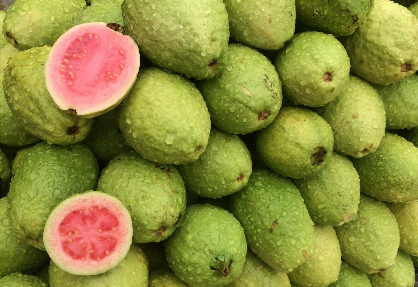 Guava Psidium guajava 200 Seeds  USA Company