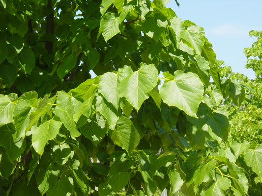 Littleleaf Linden Tilia cordata 20 Seeds   USA Company