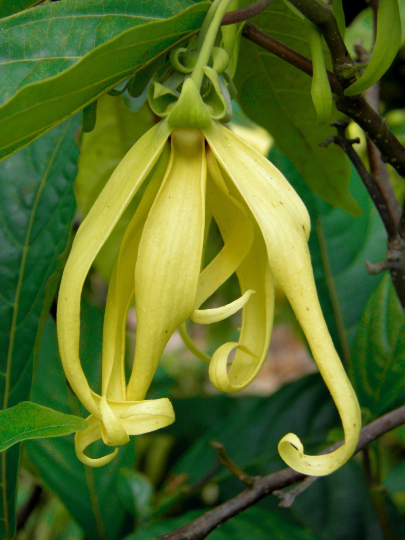 Perfume Tree Ylang-Ylang Cananga odorata 20 Seeds  USA Company