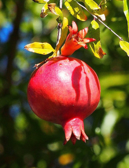 Pomegranate Punica granatum 200 Seeds