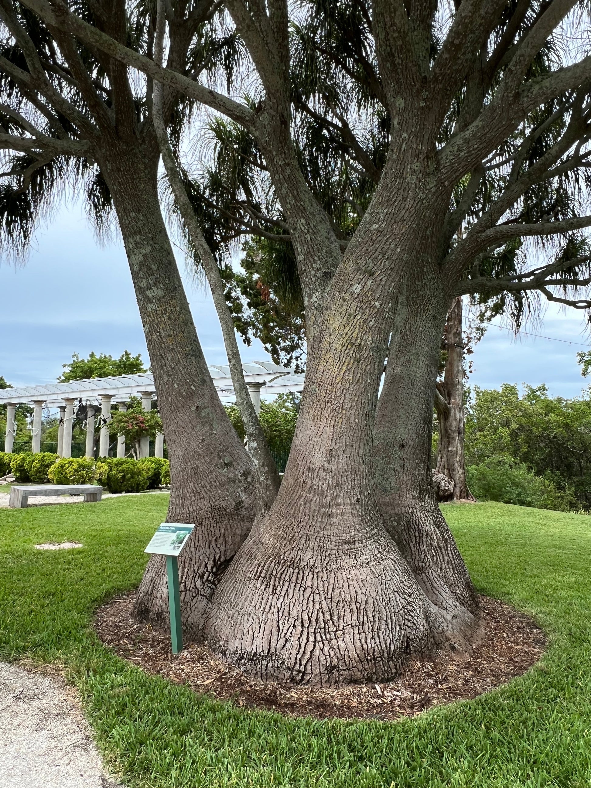 ponytail palm florida Ponytail Palm 20 Seeds Beaucarnea recurvata – R&B Floridaseeds