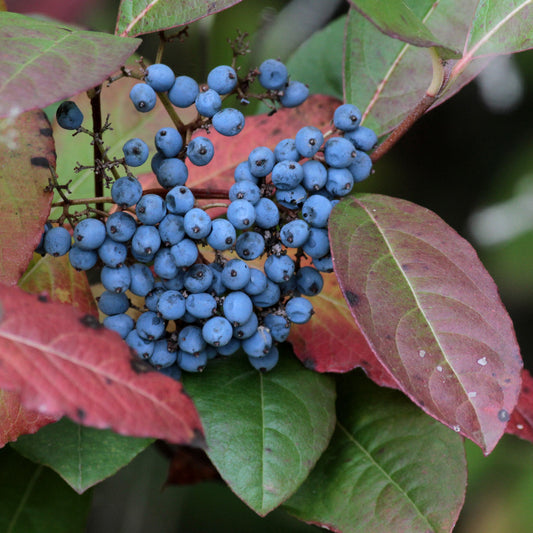 Possumhaw Viburnum Viburnum nudum 20 Seeds  USA Company