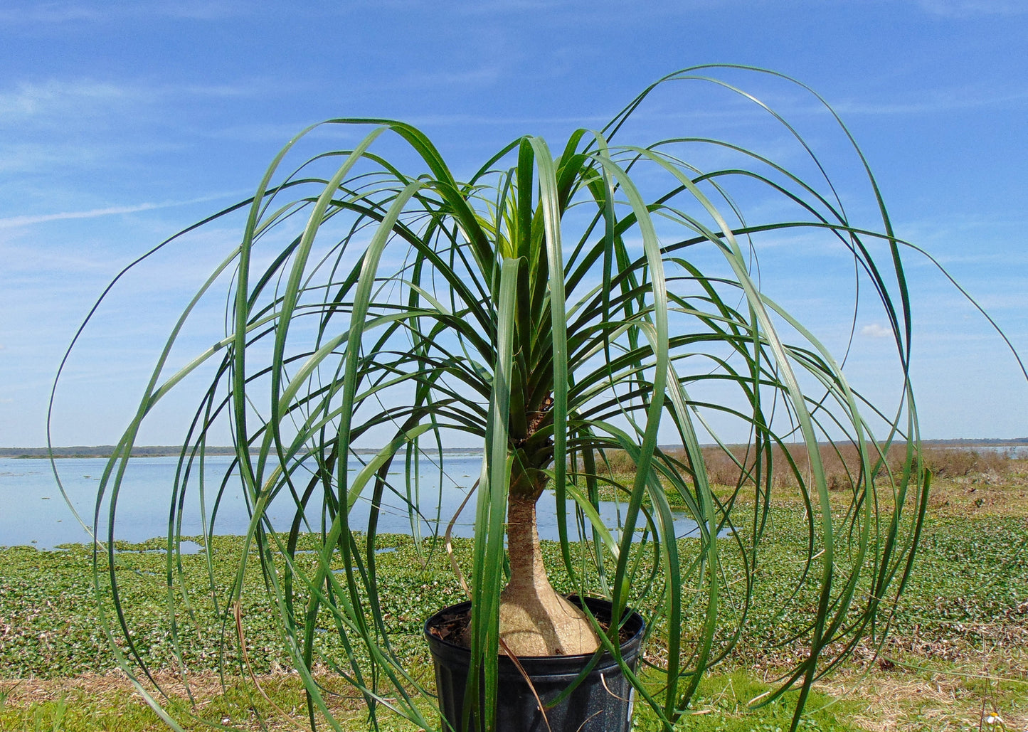 ponytail palm seeds Ponytail Palm 20 Seeds Beaucarnea recurvata – R&B Floridaseeds