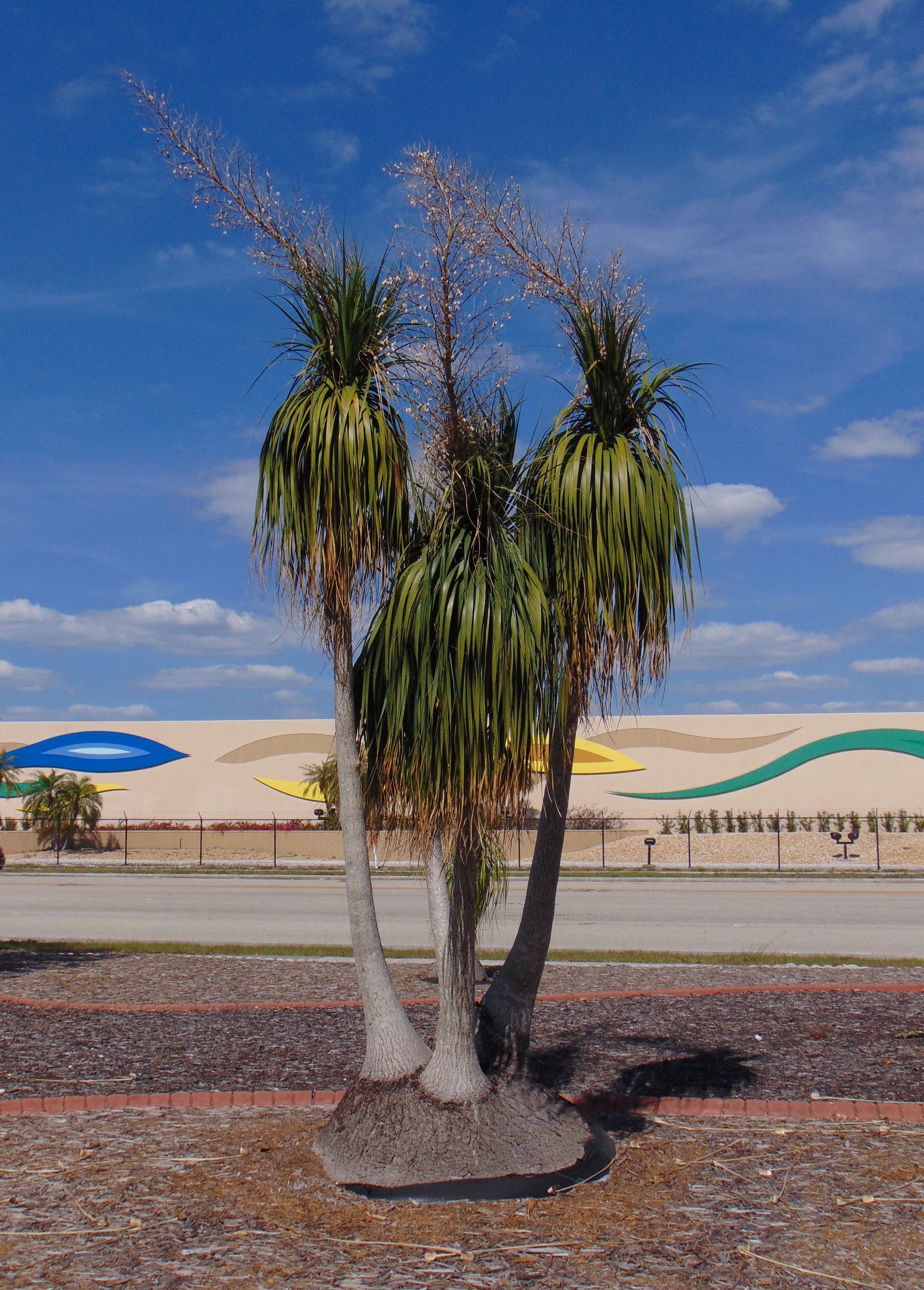 ponytail palm tree outside Ponytail Palm 20 Seeds Beaucarnea recurvata – R&B Floridaseeds